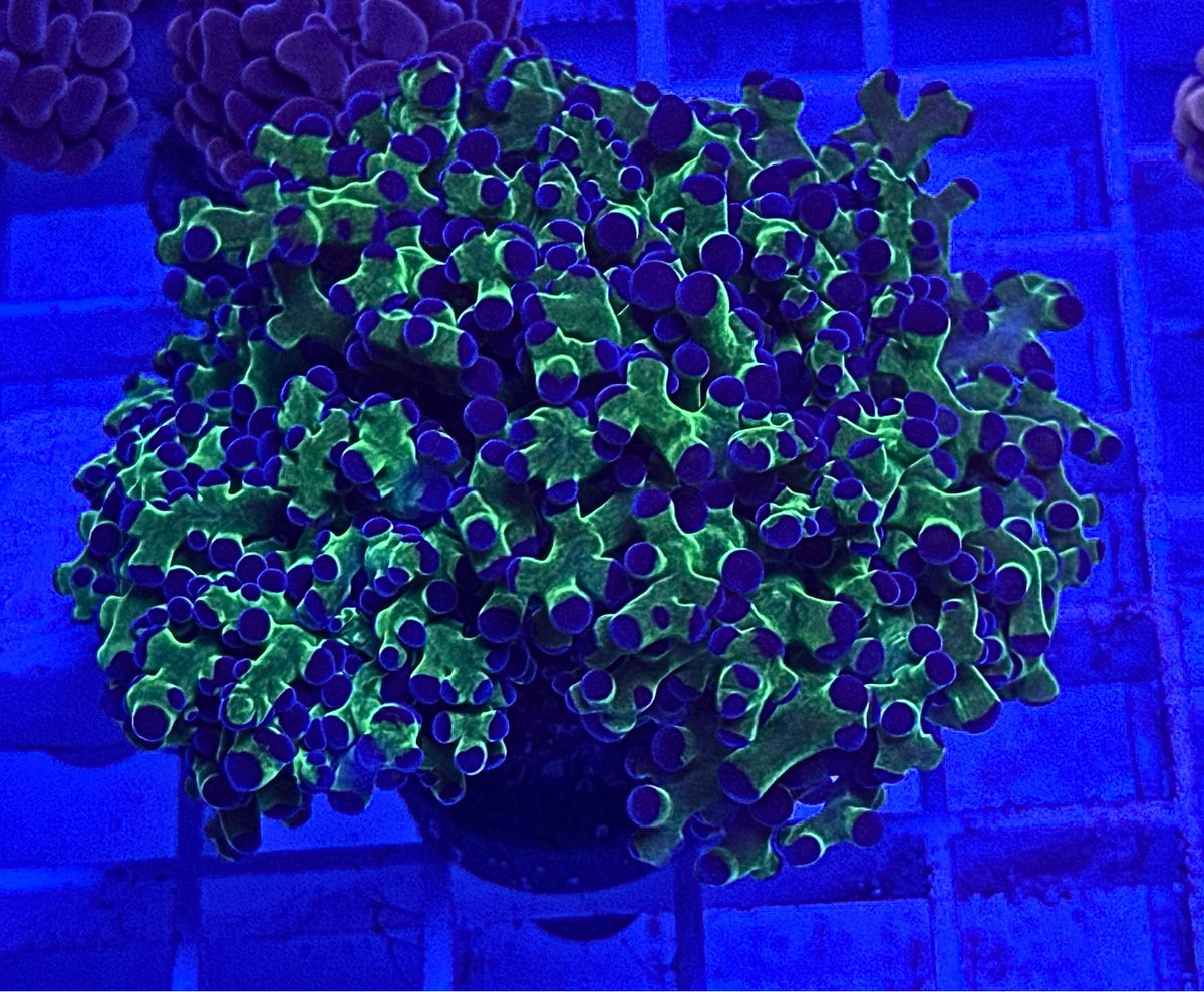 Frogspawn Coral