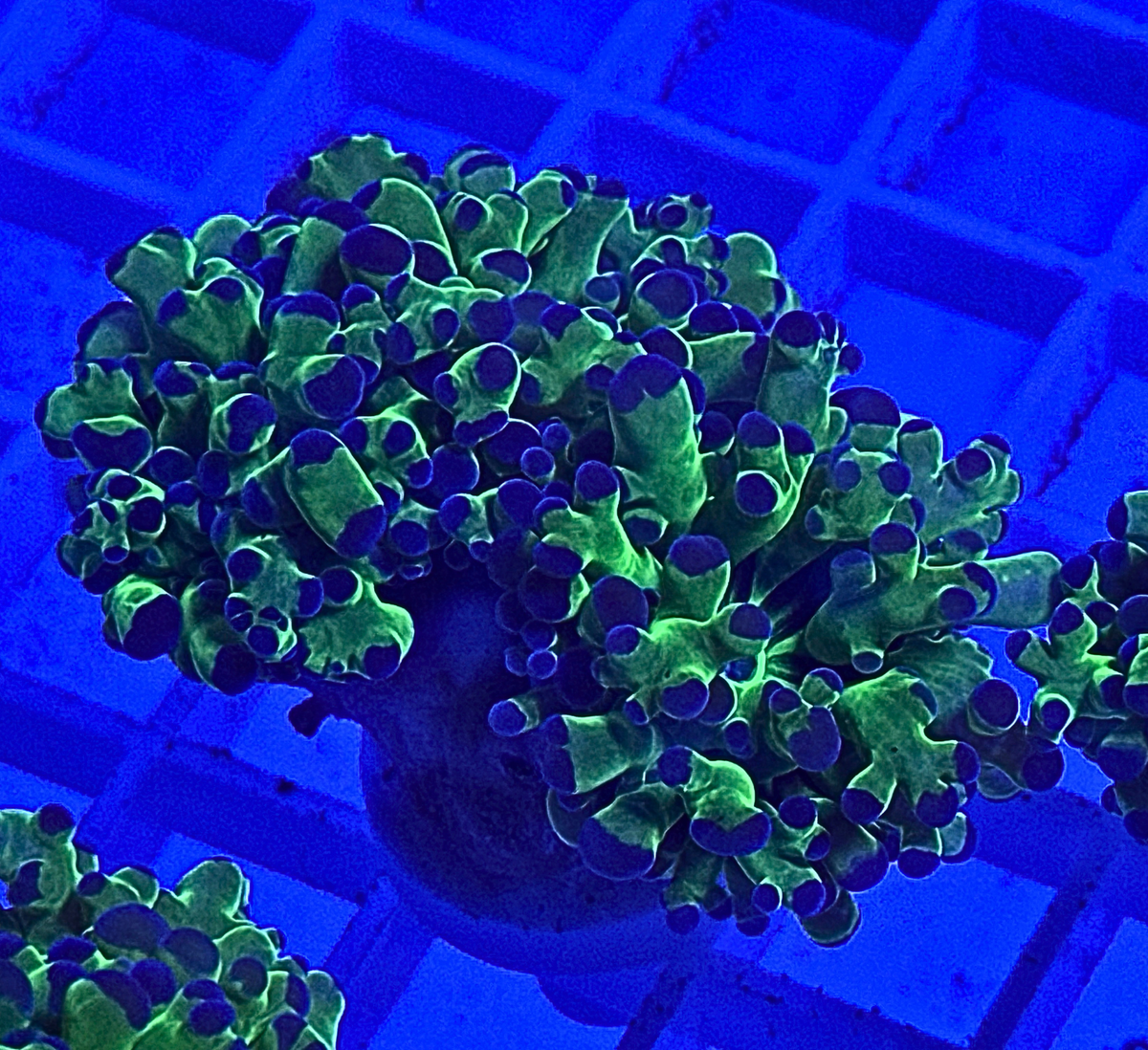 Bicolor Frogspawn Coral
