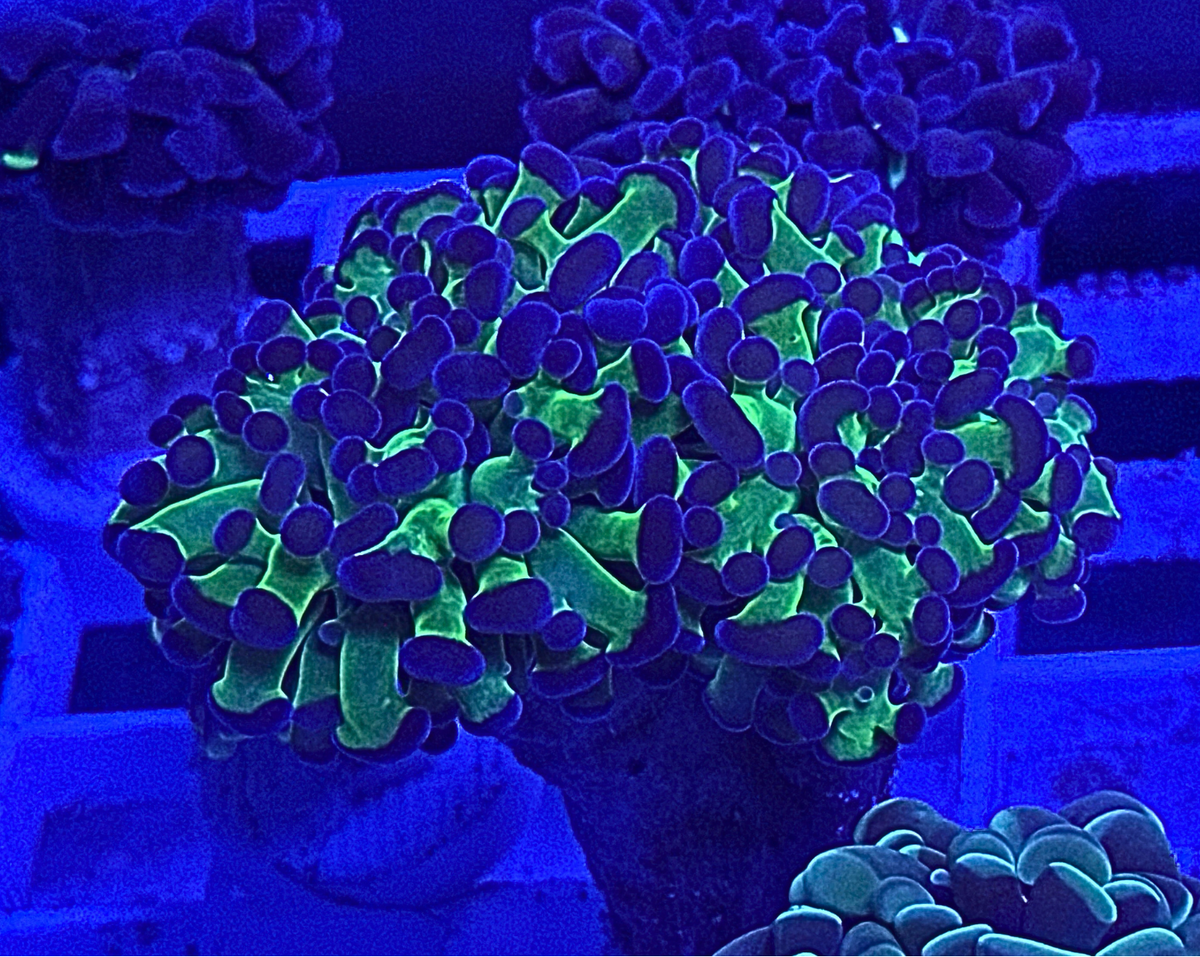 Bicolor Frammer Coral