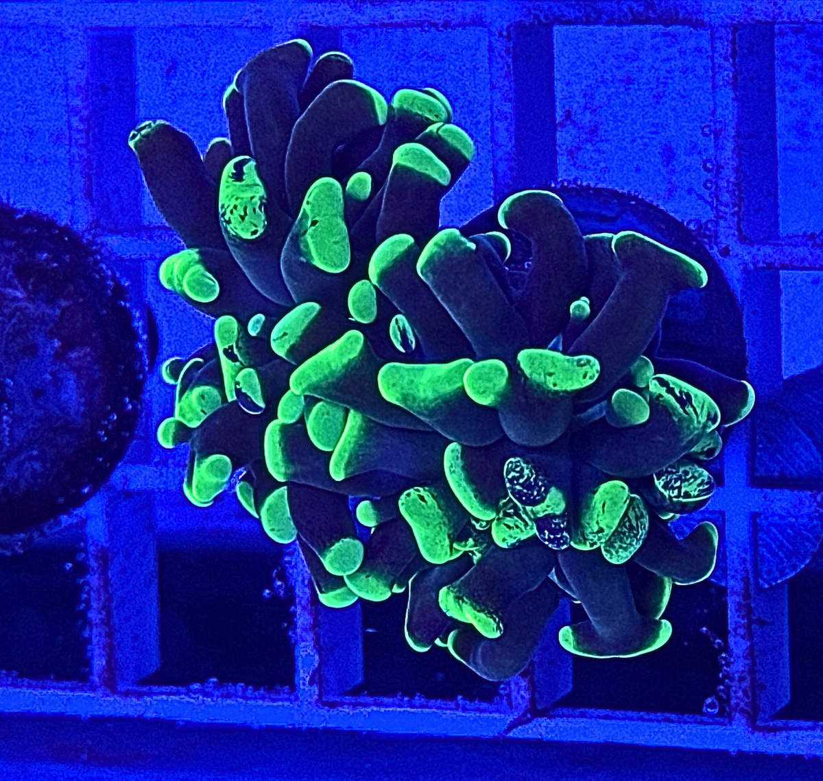 Splatter Hammer Coral