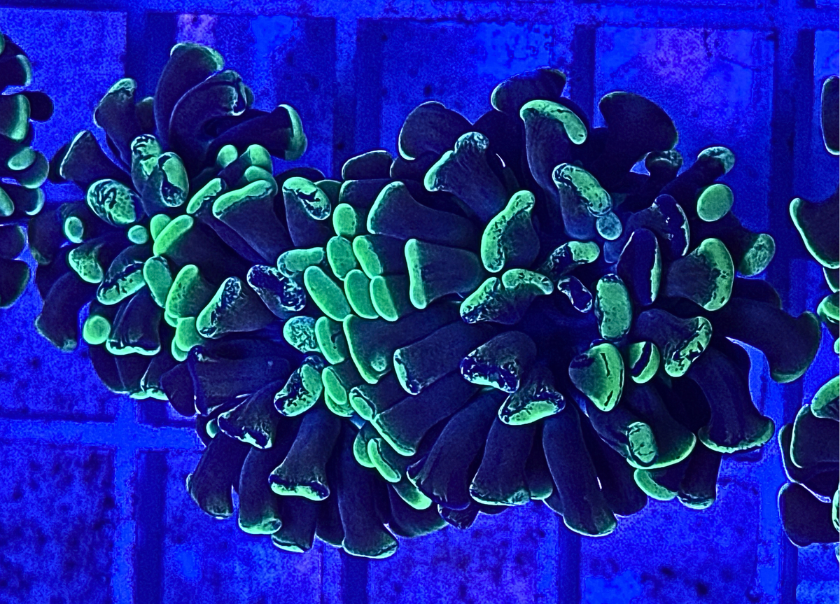 Splatter Hammer Coral