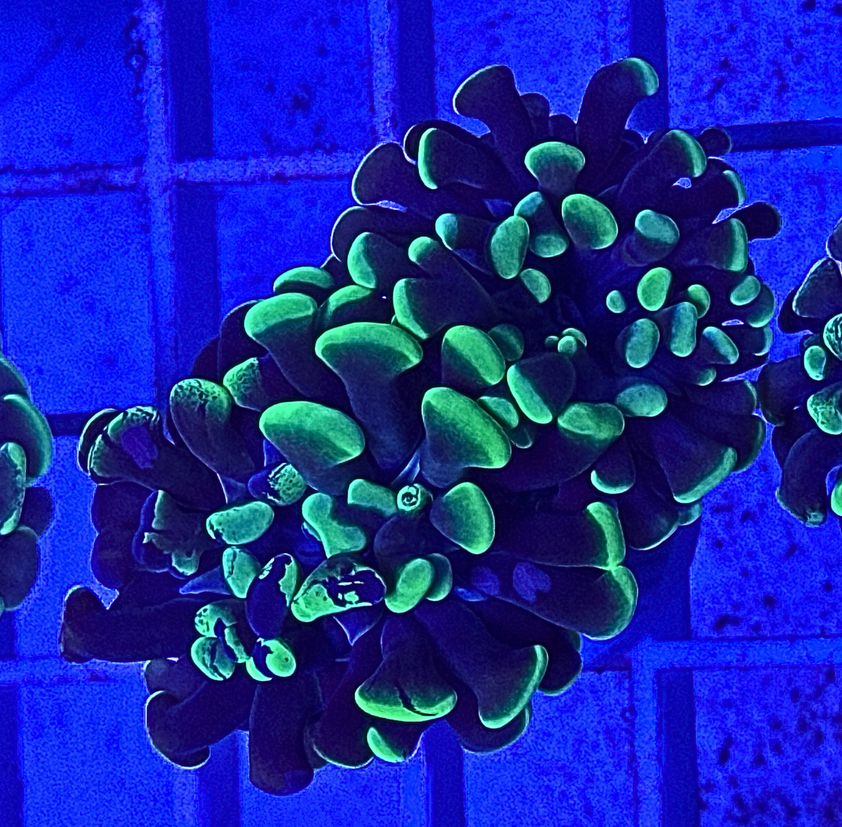 Splatter Hammer Coral
