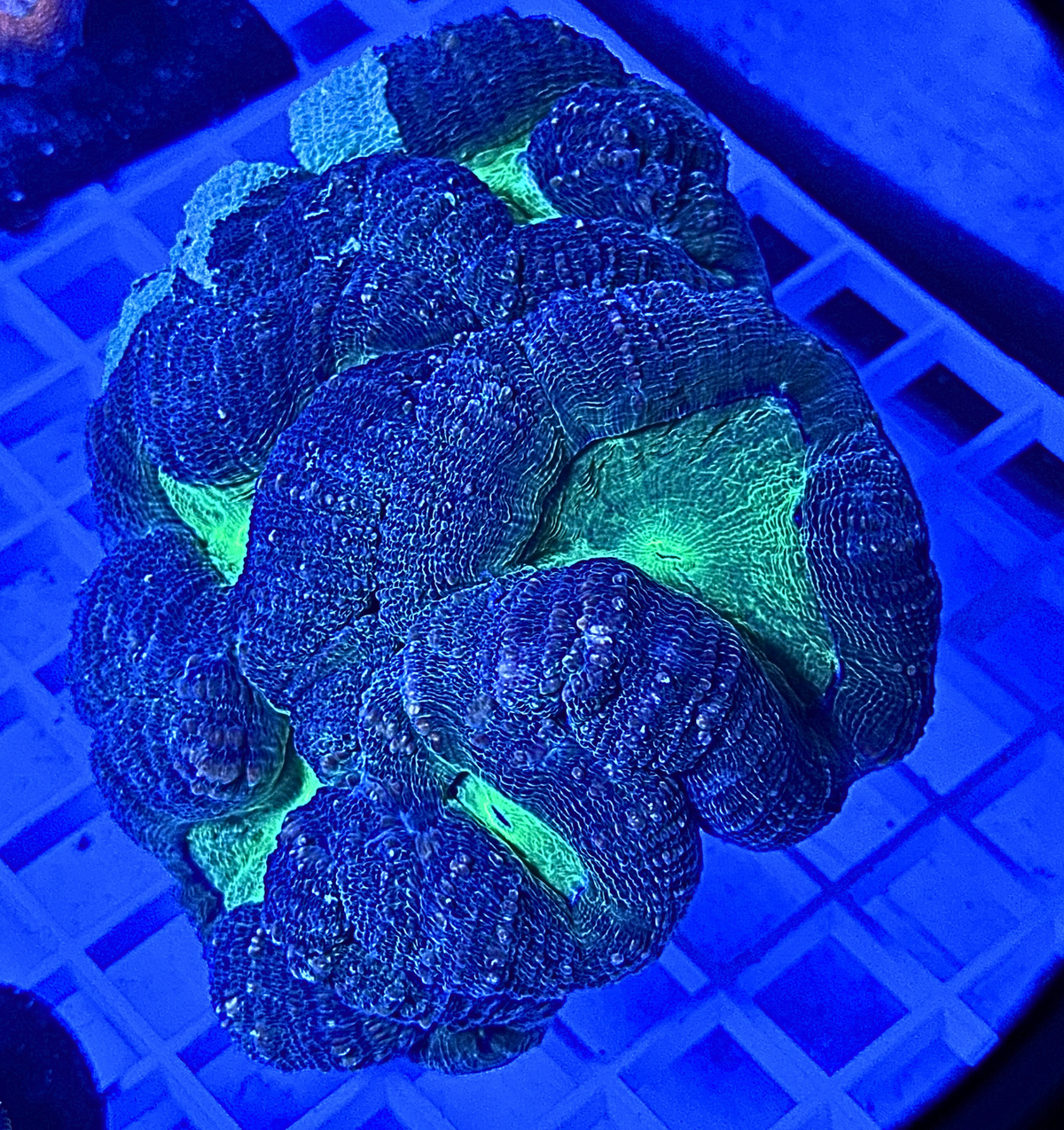 XXL Lobophyllia Colony – Premium Showpiece Coral