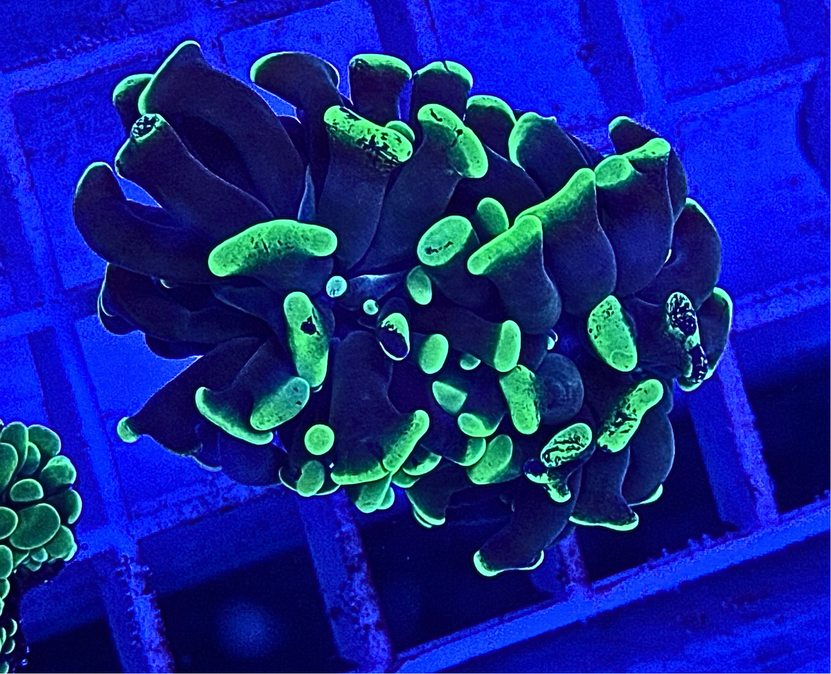 Splatter Hammer Coral