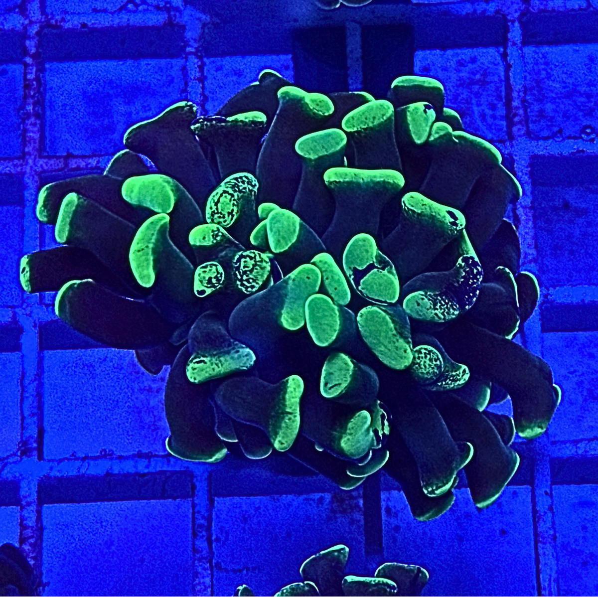 Splatter Hammer Coral