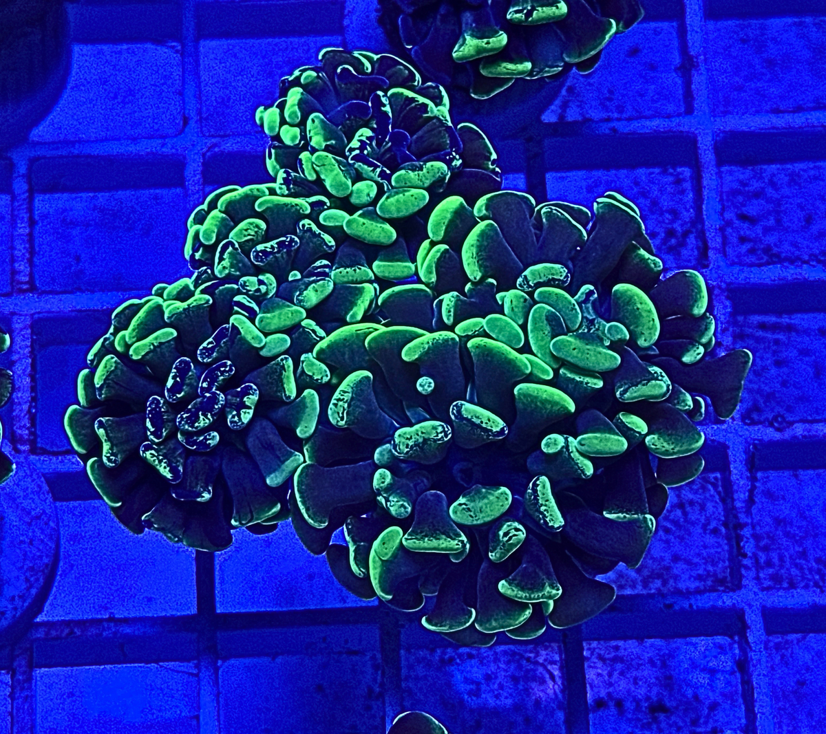 Splatter Hammer Coral - Colony