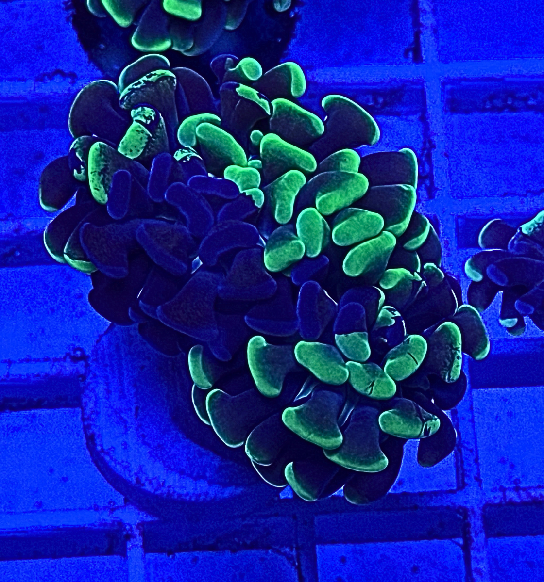 Splatter Hammer Coral