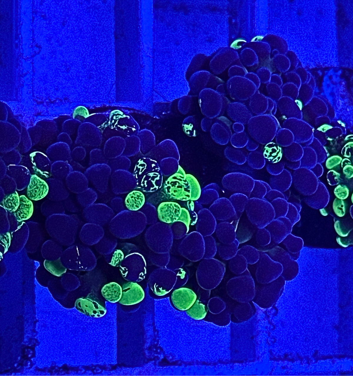 Splatter Hammer Coral