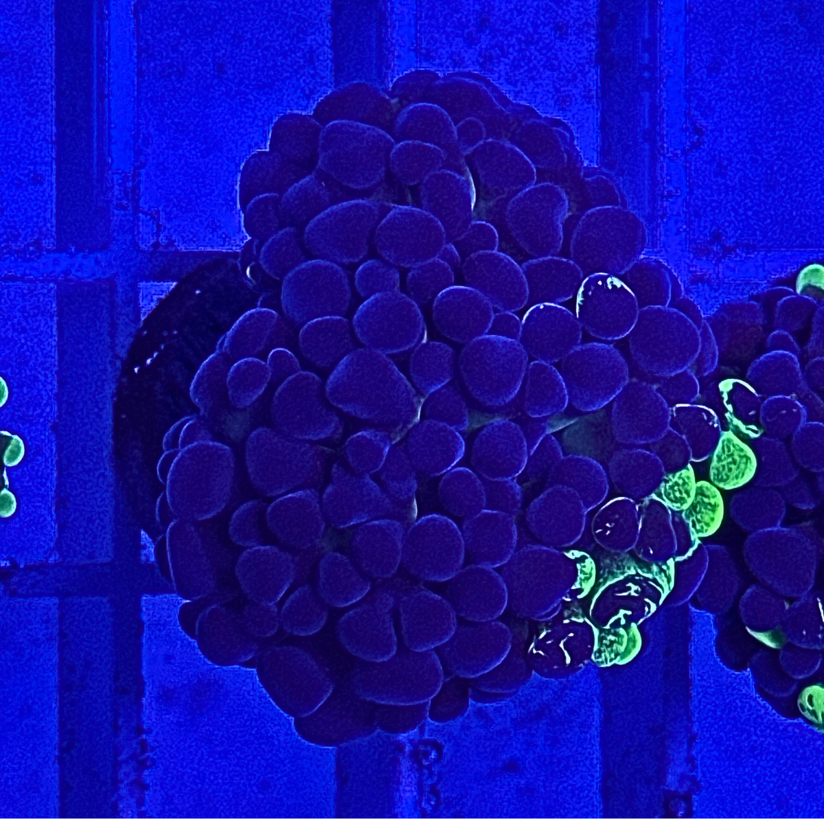 Splatter Hammer Coral