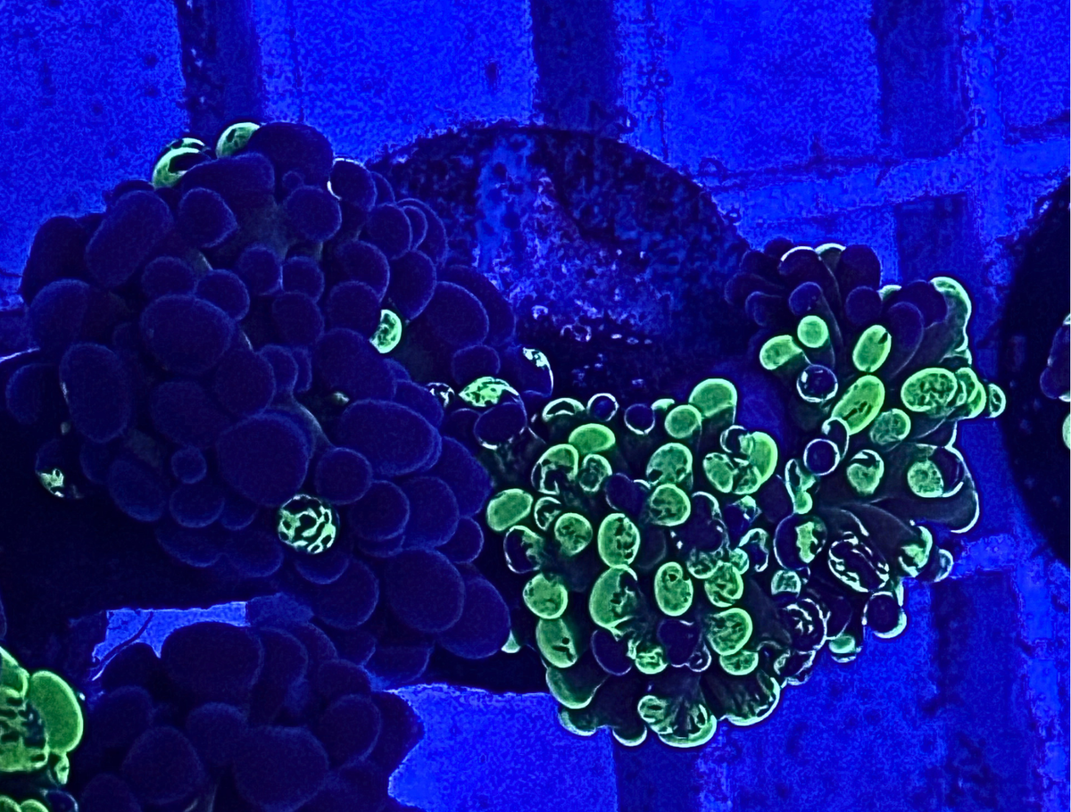 Splatter Hammer Coral