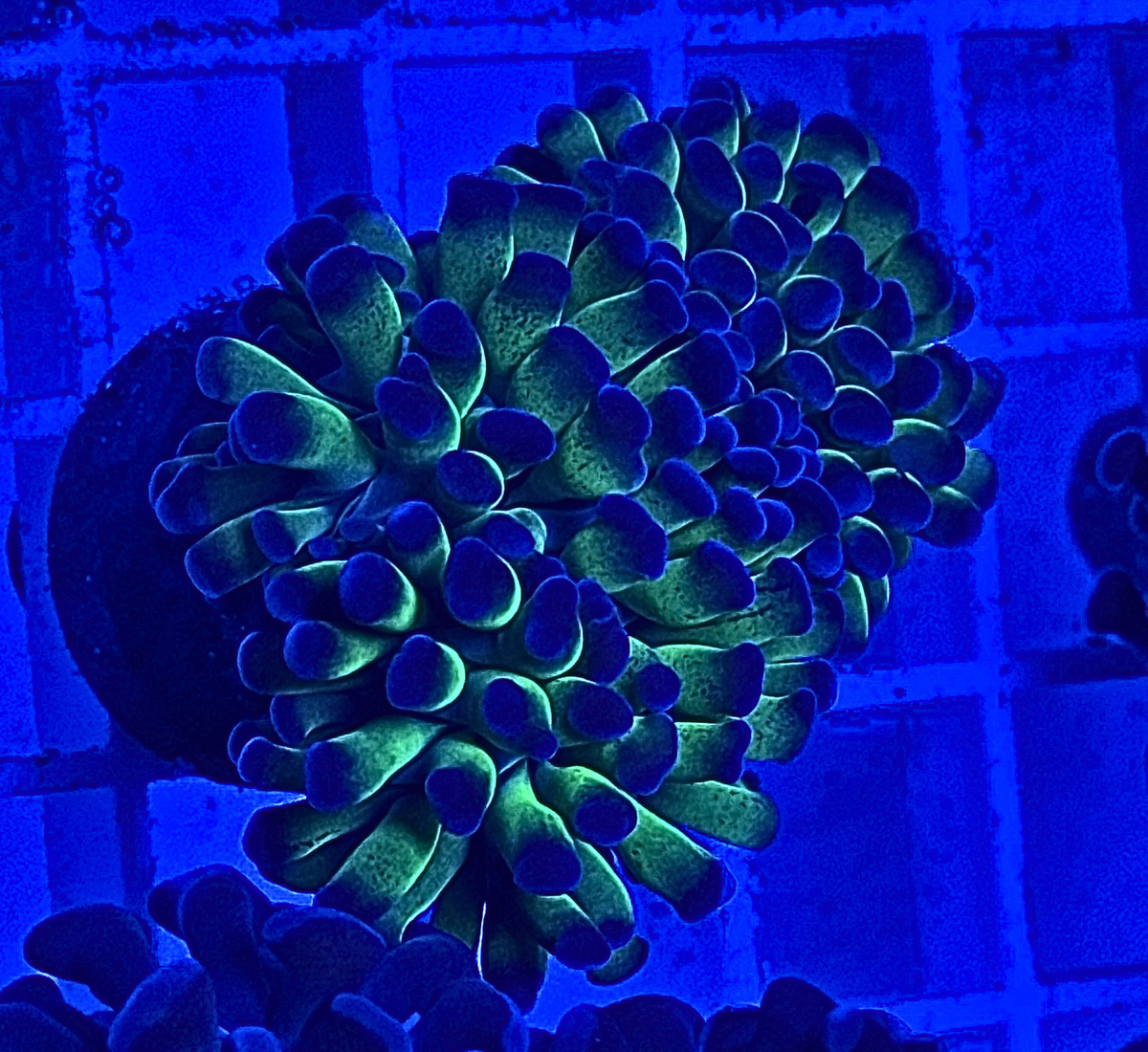 Bicolor Frammer Coral
